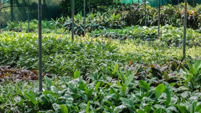 Choisir la bonne pépinière : le secret d’un jardin réussi