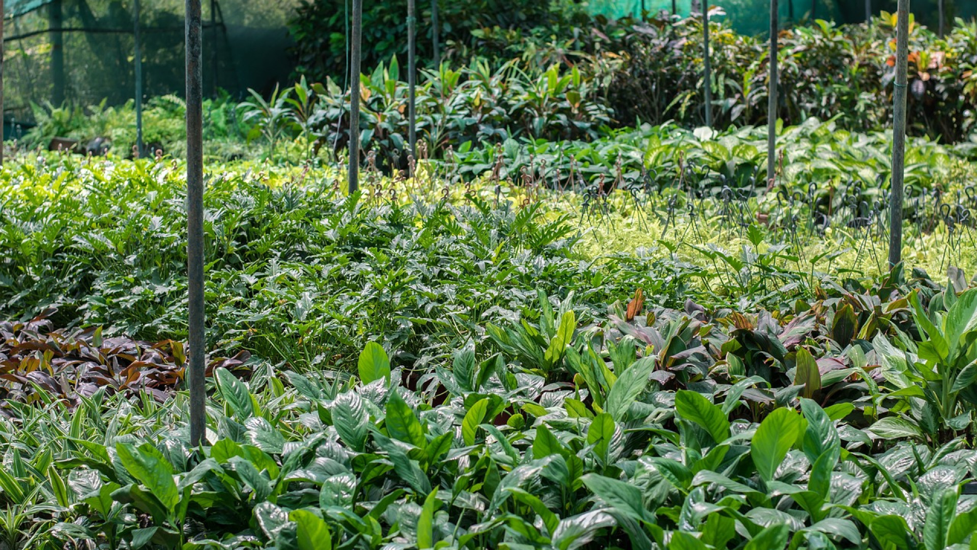Choisir la bonne pépinière : le secret d’un jardin réussi 
