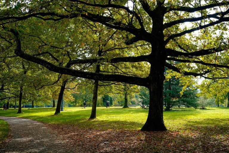 Quelle est la meilleure période pour élaguer un arbre ?